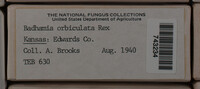Badhamia affinis image